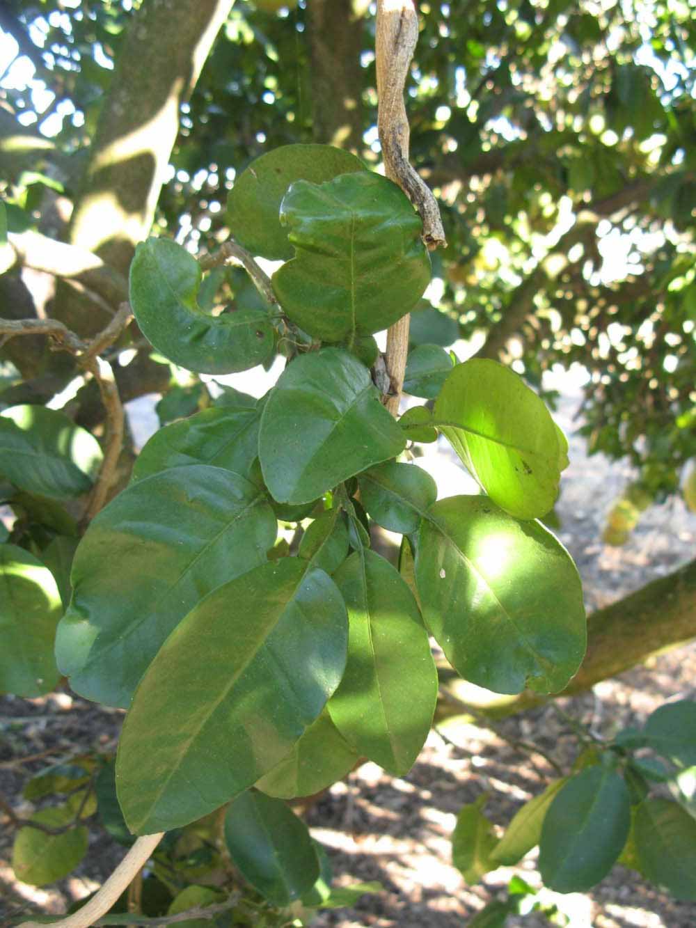            Shade leaves (Winter Haven, FL)   